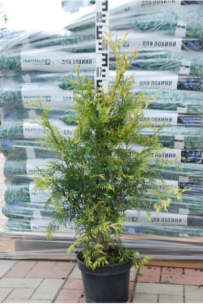 Туя складчаста Зебрина - 5л/вис.65-75см/Ø25-35см